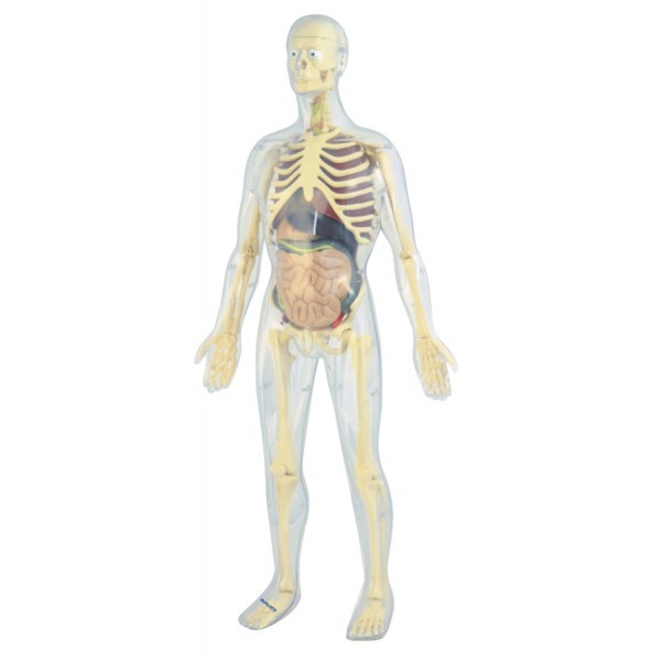 Model Corpul Uman 56 cm - Image 2
