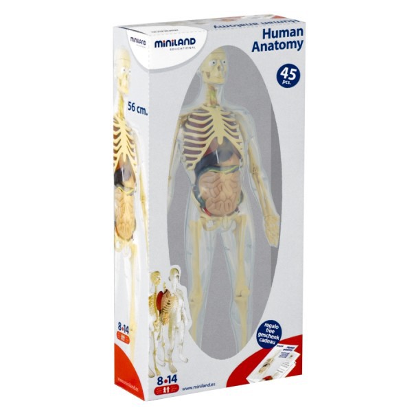 Model Corpul Uman 56 cm - Image 4